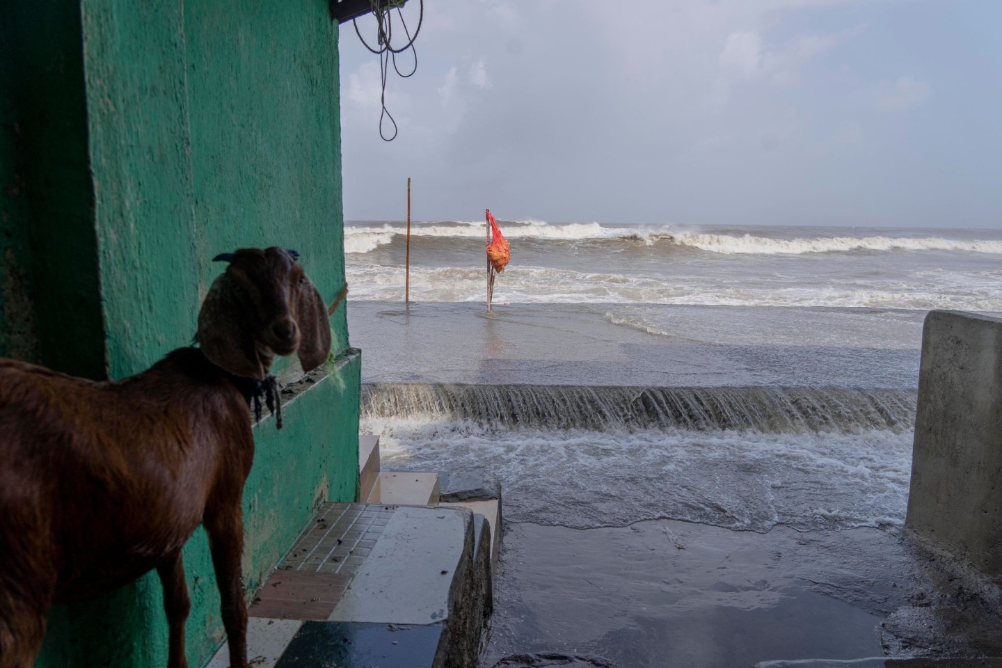 Eine Ziege steht im Eingang eines Hauses in Mumbai, wo bereits hohe Flutwellen auf die Küste des Arabischen Meeres treffen.